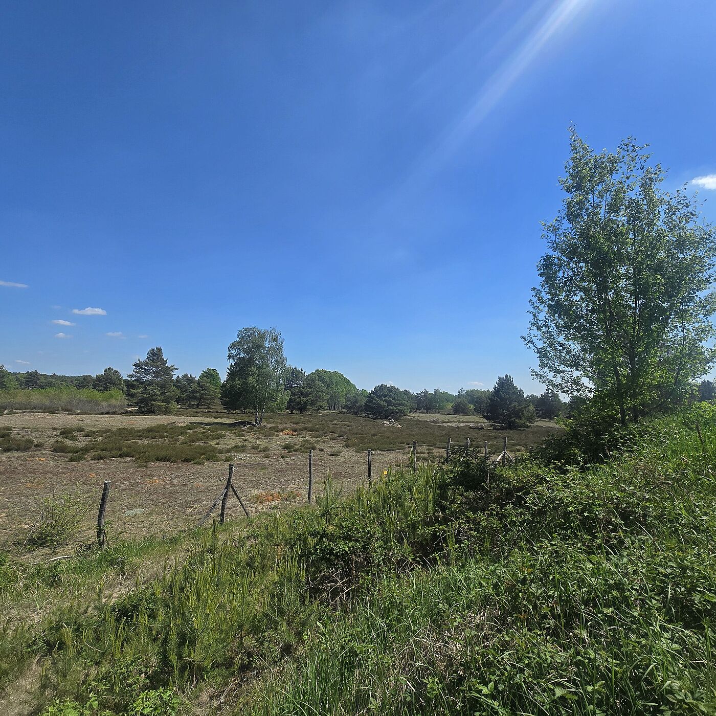 Blick über das Geländer der Schönower Heide