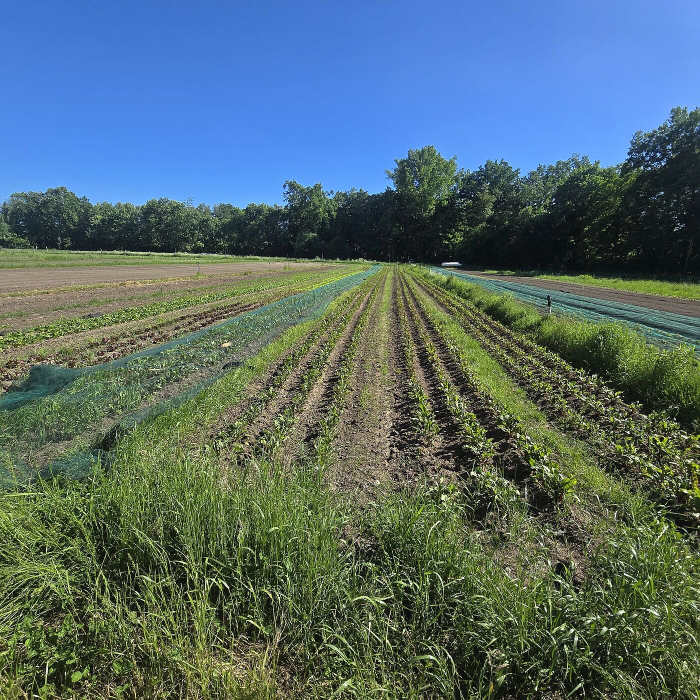 Feld der Biokräuterei