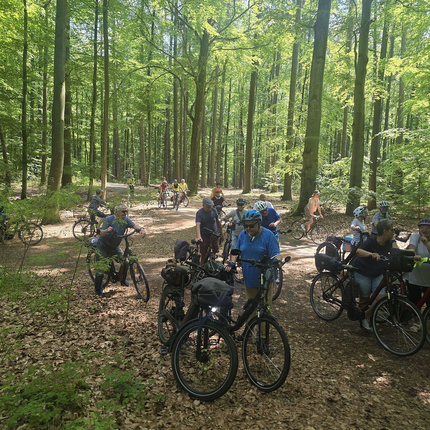 IM Wald am Gorinsee